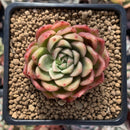 Echeveria Agavoides sp. 2" Succulent Plant