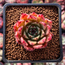 Echeveria Agavoides 'Sarabony' 1" Selected Clone Succulent Plant