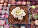 Sedeveria 'Rolly' Variegated 1" Succulent Plant