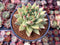 Echeveria Agavoides 'Shyiya' 4" Succulent Plant
