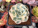 Echeveria 'Compton Carousel' 2" Succulent Plant