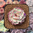 Echeveria 'Kakao Tips' 2" Succulent Plant
