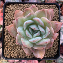 Echeveria 'Paul Shay' 3” Succulent Plant