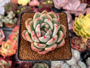 Echeveria 'Sharman' 3" Succulent Plant