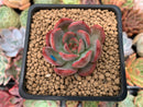Echeveria Agavoides 'Glam Pink' 2" Succulent Plant