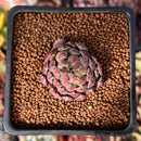 Echeveria 'Scorpio' 1" Succulent Plant