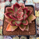 Echeveria Agavoides 'Pine Rose' 2"-3" Succulent Plant