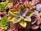 Graptoveria 'Fred Ives' Variegated 2" Succulent Plant