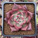 Echeveria Agavoides 'Black Eye' 2" New Hybrid Succulent Plant