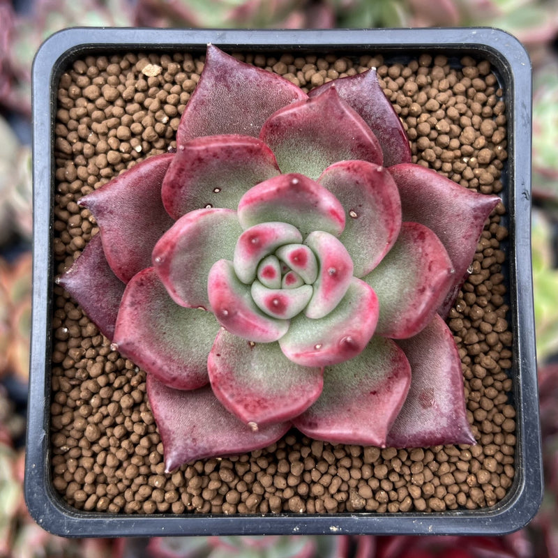 eye succulent Echeveria Agavoides 'Black Eye' 2" New Hybrid Succulent Plant