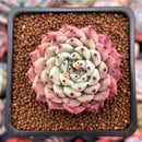 Echeveria 'Zaragoza' 2" Succulent Plant