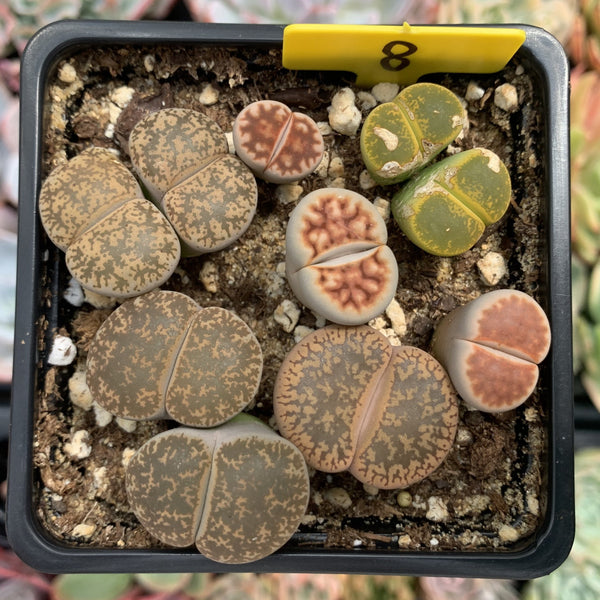 Collection of Lithops 2" (x10 Lithops) Succulent Plant