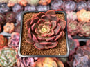 Echeveria 'Vasilisa' 2" Succulent Plant