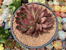 Echeveria Agavoides 'Red Bell' 5" Succulent Plant
