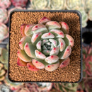 Echeveria 'Colorata Brandtii' 2" Succulent Plant