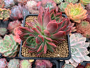 Echeveria Agavoides 'Angela Star' 2"-3" Succulent Plant