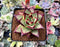 Echeveria Agavoides 'Black King' 3" Succulent Plant