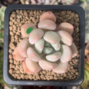 Echeveria 'Orange Sherbert' 1" Succulent Plant