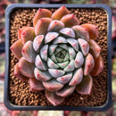 Echeveria 'Momentum' 2" Succulent Plant