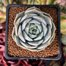 Echeveria 'Icy green' x 'Monroe' 2" Succulent Plant
