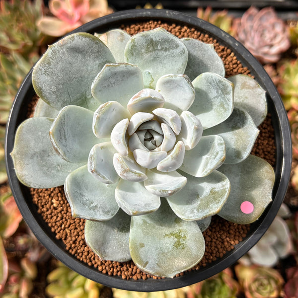 rabbit succulent plants Echeveria 'Snow Bunny' 4"-5" Large Powdery Succulent Plant – True Succulents Plant Co
