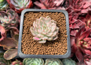Echeveria 'Margaret' Variegated 1" Succulent Plant