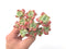 Sedum 'Clavatum' Cluster 4"-5" Succulent Plant