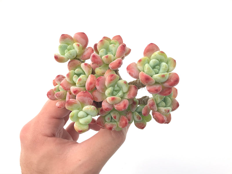 Sedum 'Clavatum' Cluster 4"-5" Succulent Plant