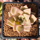 Echeveria 'Pink Madiba' 2" Succulent Plant