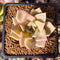 Echeveria 'Pink Madiba' 2" Succulent Plant