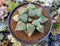 Haworthia Comptoniana Hybrid 3"-4" Succulent Plant
