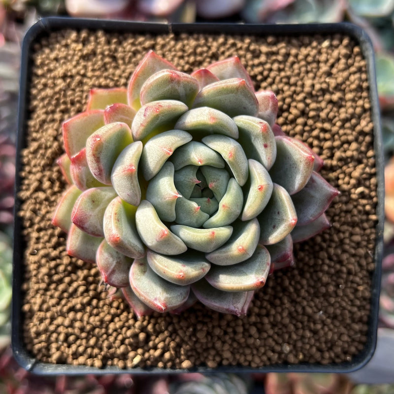Echeveria 'Monroe' Hybrid 2"-3" Succulent Plant