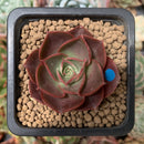 Echeveria 'Lelena' 1" Succulent Plant