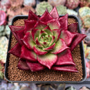Echeveria Agavoides 'Kaiyen' 4" Succulent Plant