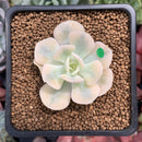 Echeveria Runyonii Variegated (Aka Echeveria 'Akaihosi' Variegated) 2" Succulent Plant