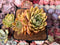 Echeveria Agavoides 'Walshire' 3" Succulent Plant