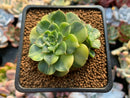 Echeveria 'Viva Chile' Variegated 2" Succulent Plant