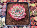 Echeveria 'Coroky' 2"-3" Succulent Plant
