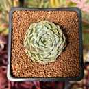 Echeveria 'Sarahime' Hybrid 1"-2" Succulent Plant
