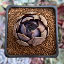 Echeveria 'Black Mamond' 1"-2" Succulent Plant