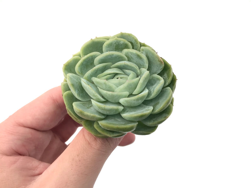 white mexican rose succulent Echeveria 'Mexican Rose' 2" Rare Succulent Plant – True Succulents Plant Co