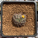 Echeveria 'Scorpio' 1" Succulent Plant