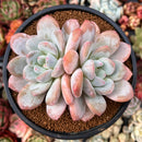 Pachyveria 'Pearlberry' Double Headed Cluster 4" Succulent Plant