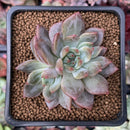 Echeveria 'Sharman' Crested 2" Succulent Plant