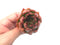 Echeveria Agavoides 'Frank Reinelt' 2" Rare Succulent Plant