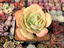 Echeveria 'Drawing' 2"-3" Succulent Plant
