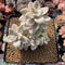 Graptoveria 'Titubans' Variegated 3" Cluster Succulent Plant