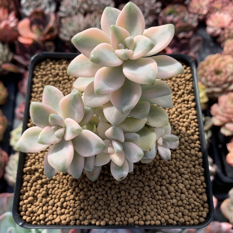 titubans succulent Graptoveria 'Titubans' Variegated 3" Cluster Succulent Plant