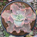 Echeveria 'Chantilly' Mutation Variegated 4" Succulent Plant