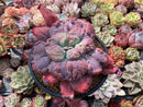 Echeveria 'Linguas' 4"-5" Selected Clone Succulent Plant